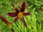 Лілійник "Блек Принц" (Hemerocallis "Black Prince") - 2