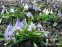Проліски двулисті (Scilla bifolia) - 1