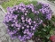 Айстра чагарникова "Леді Ін Блу" (Aster dumosus (Symphyotrichum) "Lady in Blue") - 4