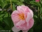 Півонія "Пінк Вангард" (Paeonia "Pink Vanguard") - 2