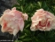 Півонія "Пастелорама" (Paeonia "Pastelorama") - 1