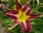 Лілійник "Ейт Майлз Хай" (Hemerocallis "Eight Miles High") - 2