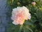 Півонія "Лойс Чойс" (Paeonia "Lois Choiсe") - 4