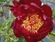 Півонія "Червоний Оксамит" (Paeonia "Chervonyi Oksamyt") - 3