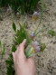 Рябчик ува вульпіс (Fritillaria uva vulpis) - 3