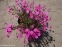 Гвоздики дельтовидні (Dianthus deltoides) - 3