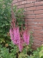 Астільба китайська "Суперба" (Astilbe chinensis  var. taquetii "Superba") - 1