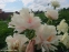 Півонія "КімСю" (Paeonia "KimSue") - 2