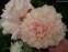 Півонія "Саммер Глоу" (Paeonia "Summer Glow") - 5