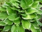 Хоста Форчуна вар. Ауреомаргіната (Hosta fortunei var. aureomarginata) - 5