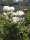 Півонія "Блашінг Прінцесс" (Paeonia "Blushing Princess") - 5