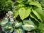 Хоста "Дрім Квін" (Hosta "Dream Quee") - 5