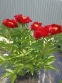 Півонія "Зе Макіно Гранд" (Paeonia "The Mackinac Grand") - 3