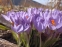 Крокус етруський "Цваненбург" (Crocus etruscus "Zwanenburg") - 2
