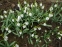 Підсніжник білосніжний (Galanthus nivalis) - 6