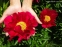 Півонія "Америка" (Paeonia "America") - 3