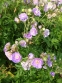 Герань лучна "Саммер Скайс" (Geranium pratense "Summer Skies") - 3