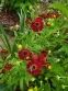 Геленіум "Рубі Тьюсдей" (Helenium "Ruby Tuesday") - 1