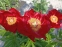 Півонія "Зе Макіно Гранд" (Paeonia "The Mackinac Grand") - 4