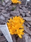 Крокус "Голден Єллоу" (Crocus "Golden Yellow") - 2