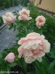 Півонія "Пастелорама" (Paeonia "Pastelorama") - 12
