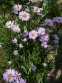 Айстра альпійська (Aster alpinus) - 1