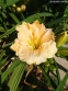 Лілійник "Альборадо" (Hemerocallis "Alborado") - 4