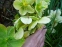 Чемерник нігеркорс "Снов Лав" (Helleborus × nigercors "Snow Love") - 3