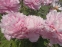 Півонія "Марієтта Сіссон" (Paeonia "Marietta Sisson") - 7