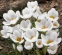 Крокус золотистий "Ард Схенк" (Crocus chrysanthus "Ard Schenk") - 2