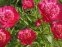 Півонія "Ніппон Перейд" (Paeonia "Nippon Parade") - 2