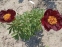Півонія "Чоклет Солдже" (Paeonia "Chocolate Soldier") - 8