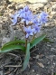 Проліски двулисті (Scilla bifolia) - 5
