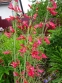 Пенстемон бородатий (Penstemon barbatus) - 4