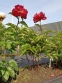 Півонія "Лі" (Paeonia "Lee") - 4