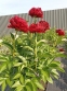  Півонія "Олд Фейтфул" (Paeonia "Old Faithful") - 1