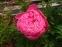 Півонія "Тропікана" (Paeonia "Tropicana") - 8
