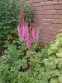 Астільба китайська "Суперба" (Astilbe chinensis  var. taquetii "Superba") - 2