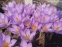 Крокус етруський "Цваненбург" (Crocus etruscus "Zwanenburg") - 5
