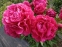 Півонія "Поль М. Уайлд" (Paeonia "Paul M. Wild") - 5