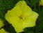 Енотера міссурійська (Oenothera missouriensis) - 4