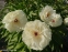 Півонія "Балерина" (Paeonia "Ballerina") - 1