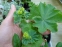 Манжетка м'яка (Alchemilla mollis) - 5