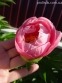 Півонія "Салмон Дрім" (Paeonia "Salmon Dream") - 3