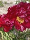 Півонія "Гаррі Л. Сміт" (Paeonia "Harry L. Smith") - 7