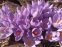 Крокус етруський "Цваненбург" (Crocus etruscus "Zwanenburg") - 9
