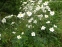 Анемона японська "Андреа Аткінсон" (Anemone japonica "Andrea Atkinson") - 3