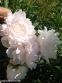 Півонія "Марілла Бьюті" (Paeonia "Marilla Beauty") - 4