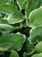 Хоста "Вероніка Лейк" (Hosta "Veronica Lake") - 7