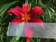 Лілійник "Крімсон Пірат" (Hemerocallis "Crimson Pirate") - 1
